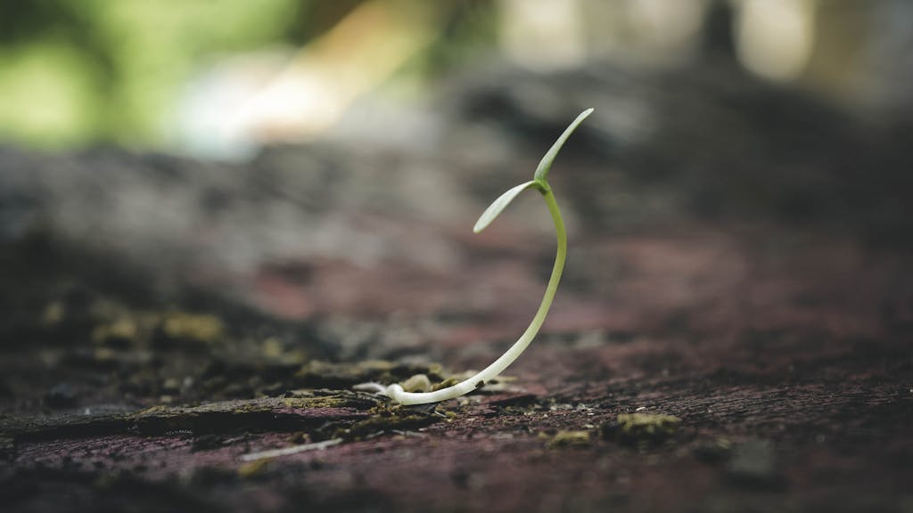 A delicate seedling sprouting from the soil symbolizes growth and new beginnings. Not hopeless!